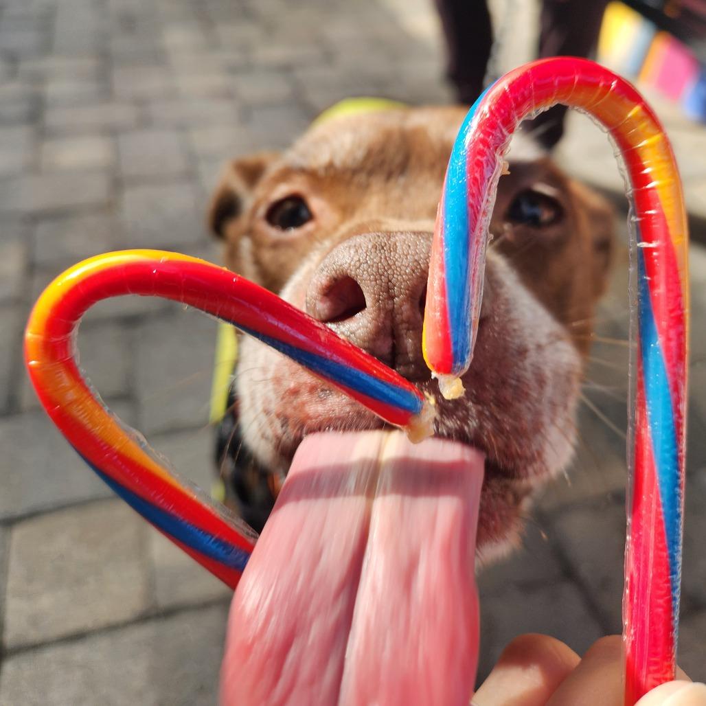 Enlarge Heidi, a Adoptable mixed breed in Merritt Island, FL image 3/6