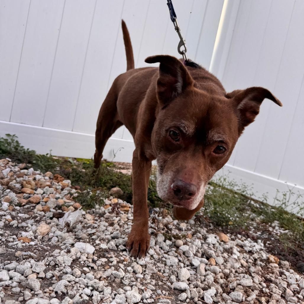 Enlarge Heidi, a Adoptable mixed breed in Merritt Island, FL image 4/6