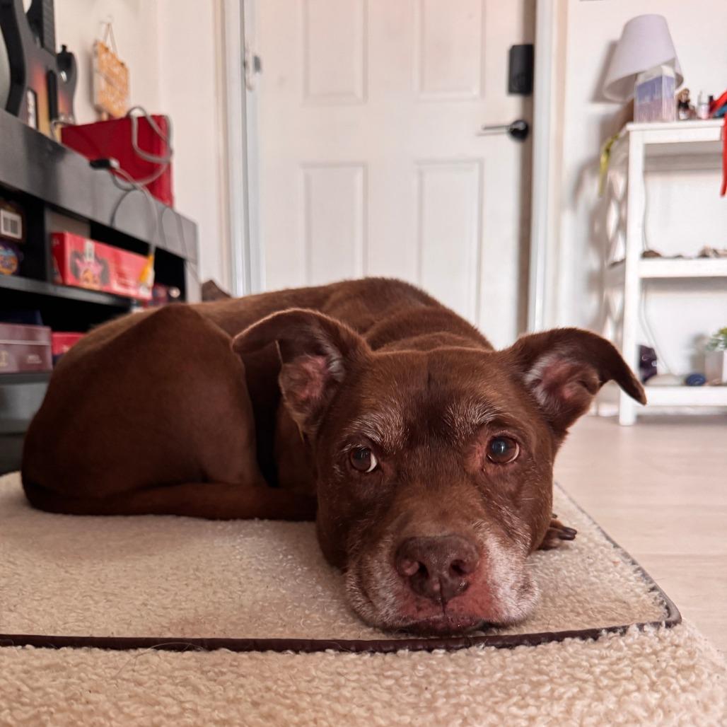 Enlarge Heidi, a Adoptable mixed breed in Merritt Island, FL image 6/6