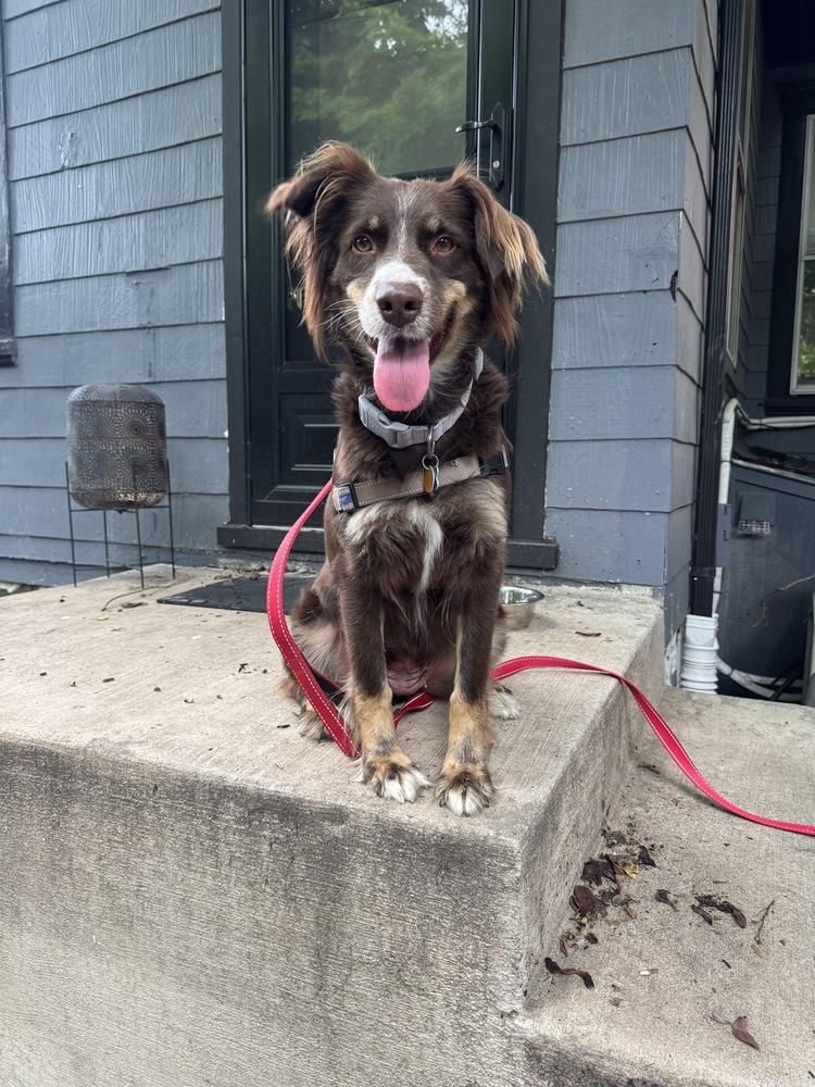 Chassis, a Adoptable Australian Shepherd in New Albany, OH image 1/3