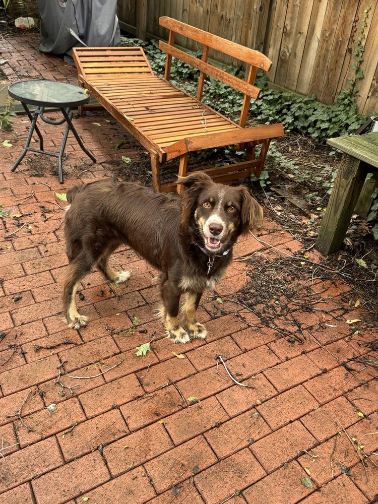 Chassis, a Adoptable Australian Shepherd in New Albany, OH image 2/4