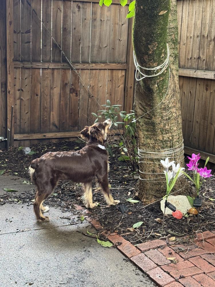 Chassis, a Adoptable Australian Shepherd in New Albany, OH image 3/4