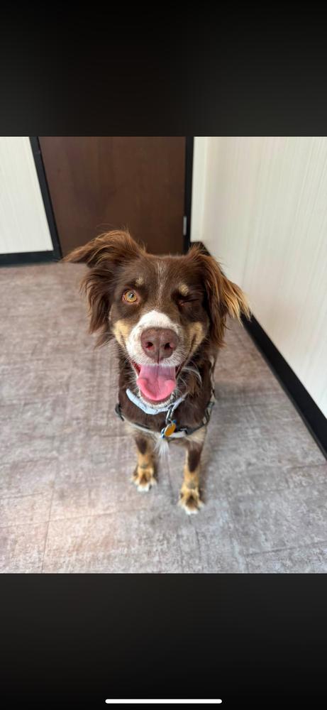 Chassis, a Adoptable Australian Shepherd in New Albany, OH image 2/3