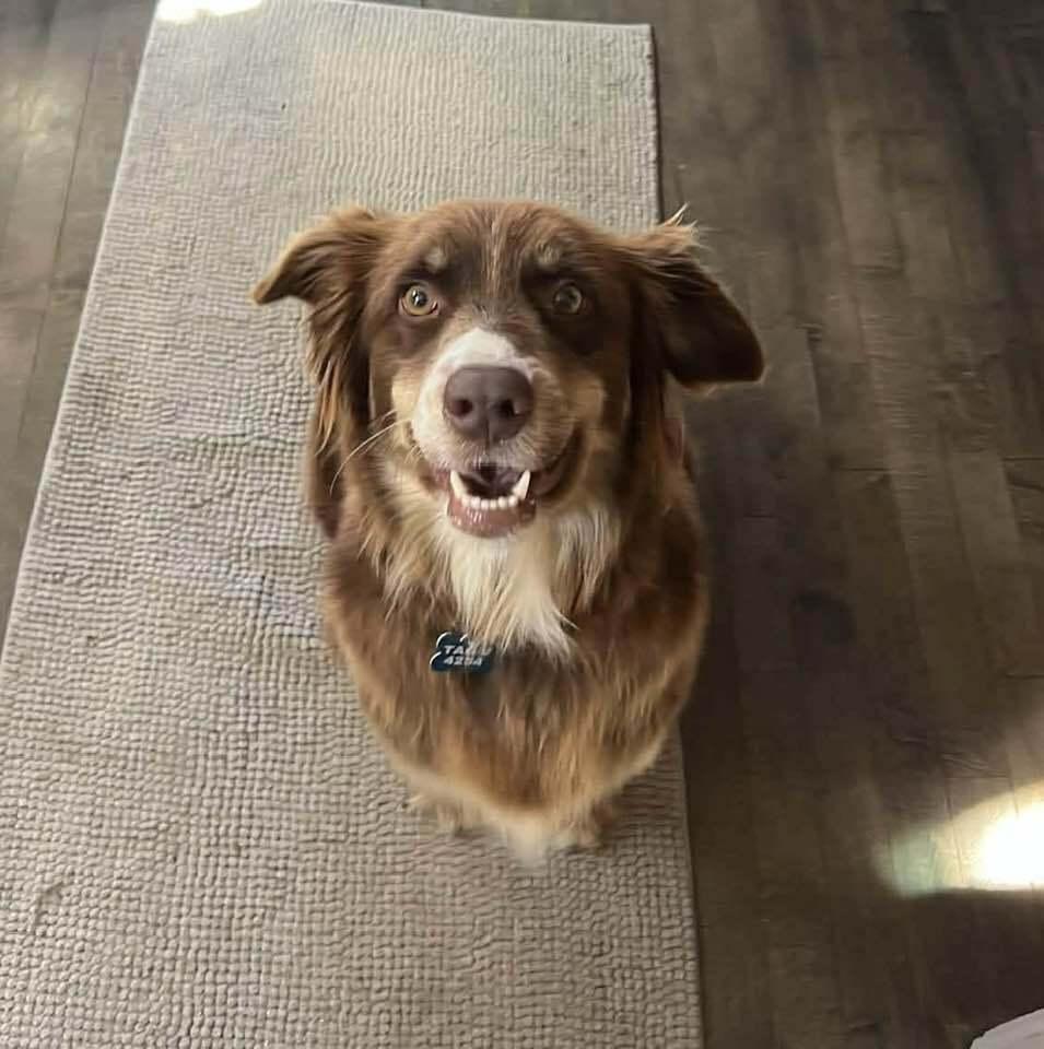 Chassis, a Adoptable Australian Shepherd in New Albany, OH image 3/3