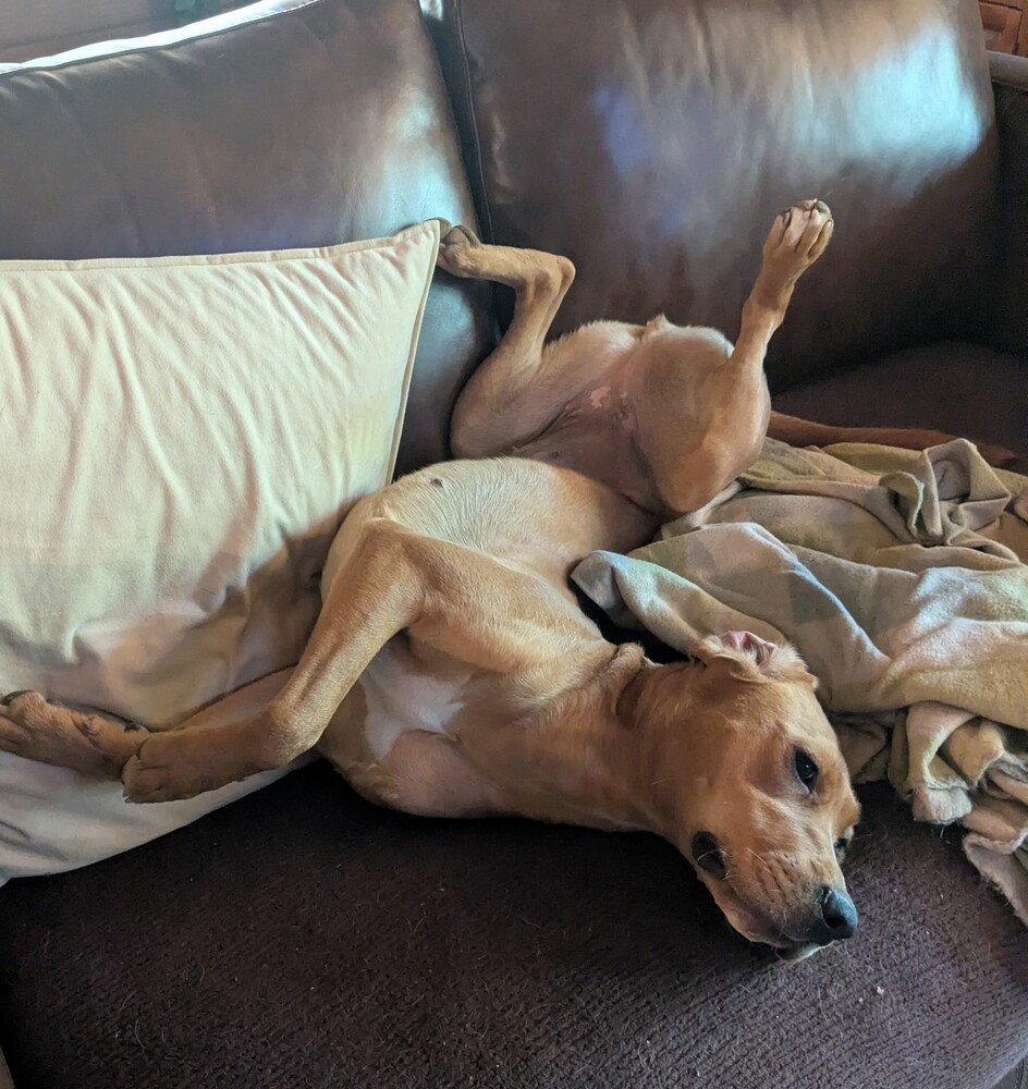 Edith, Adoptable, Adult Female Redbone Coonhound.