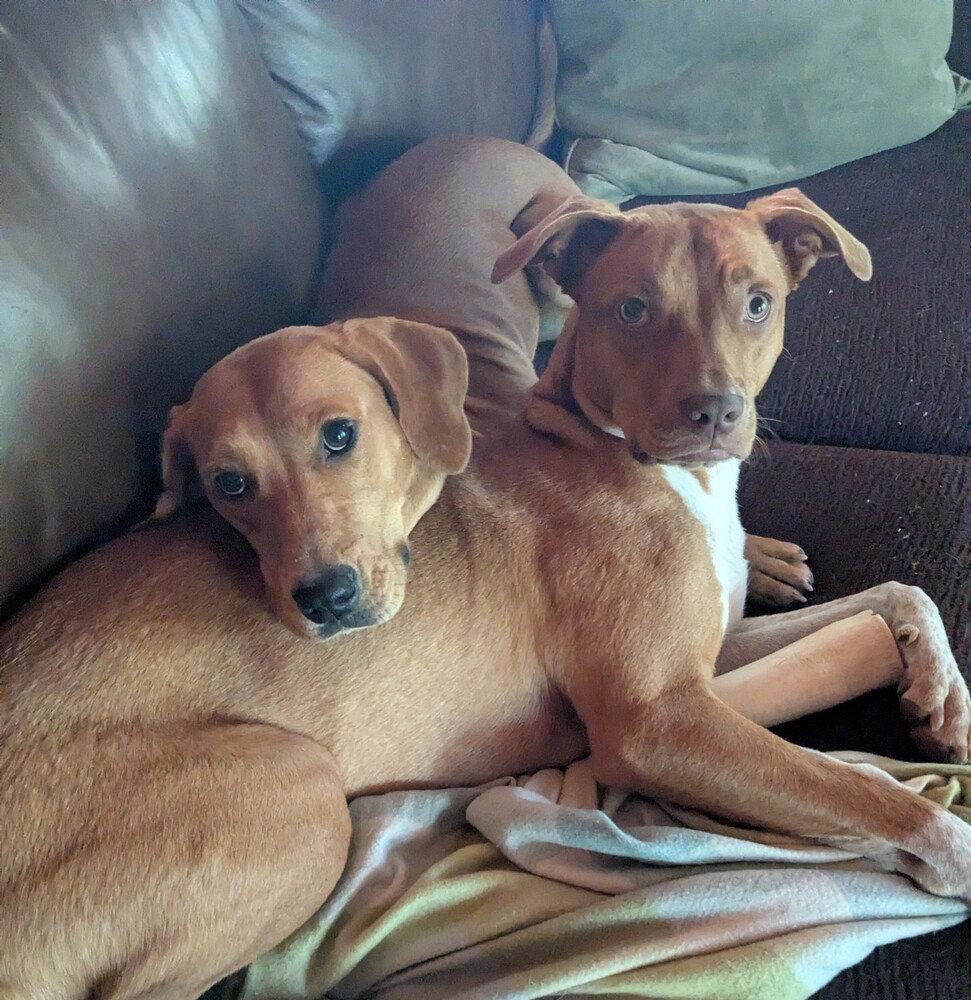Enlarge Edith, a Adoptable Redbone Coonhound in Candler, NC image 2/3