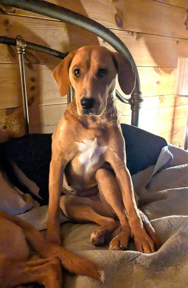 Enlarge Edith, a Adoptable Redbone Coonhound in Candler, NC image 3/3