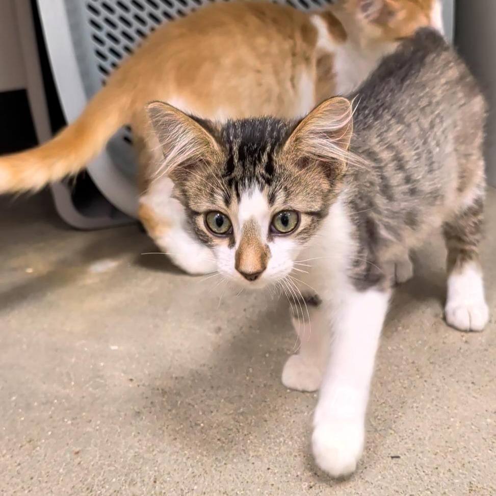 Enlarge Dobby, a Adoptable Domestic Medium Hair in Niantic, CT image 4/6
