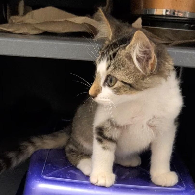 Enlarge Dobby, a Adoptable Domestic Medium Hair in Niantic, CT image 5/6