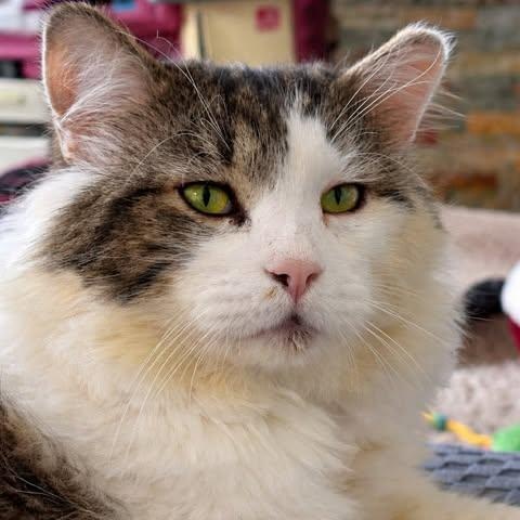 DEXTER, Adoptable, Adult Male Domestic Medium Hair.