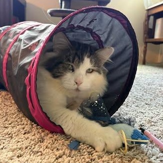 Enlarge DEXTER, a Adoptable Domestic Medium Hair in Campbell River, BC image 6/6