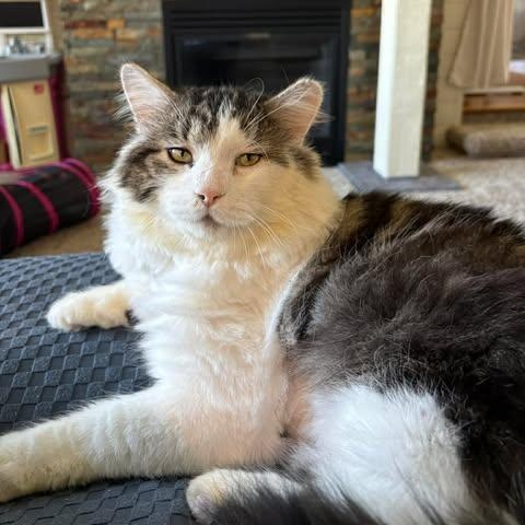 Enlarge DEXTER, a Adoptable Domestic Medium Hair in Campbell River, BC image 5/6