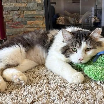 Enlarge DEXTER, a Adoptable Domestic Medium Hair in Campbell River, BC image 3/6