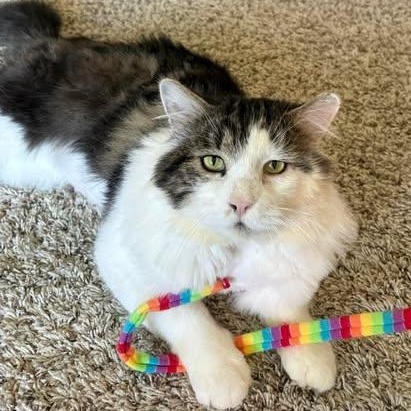 Enlarge DEXTER, a Adoptable Domestic Medium Hair in Campbell River, BC image 2/6