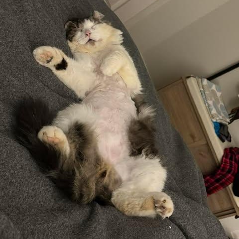 Enlarge DEXTER, a Adoptable Domestic Medium Hair in Campbell River, BC image 4/6