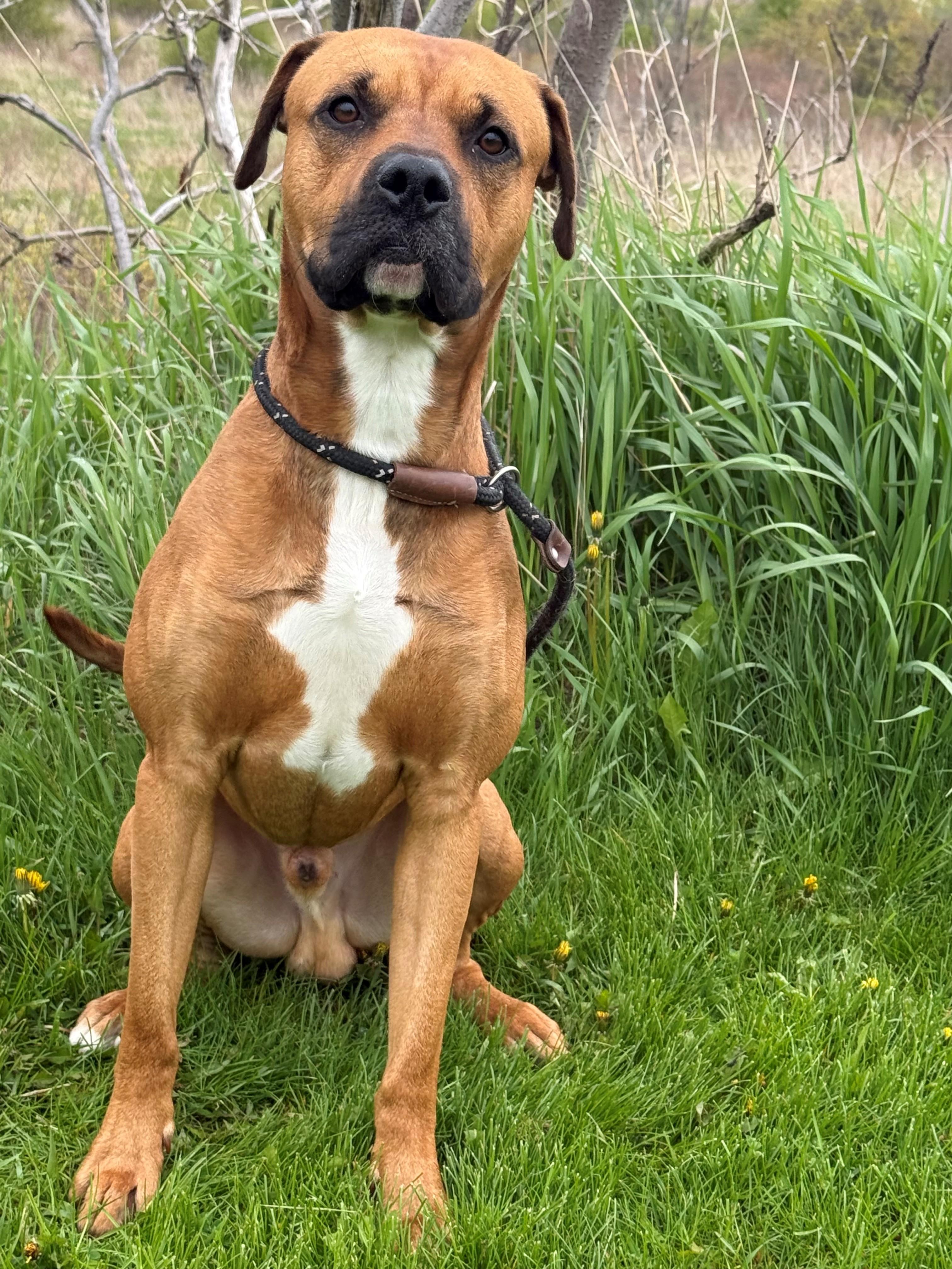 Enlarge Copper, an adoptable mixed breed in Hamilton, ON image 4/5