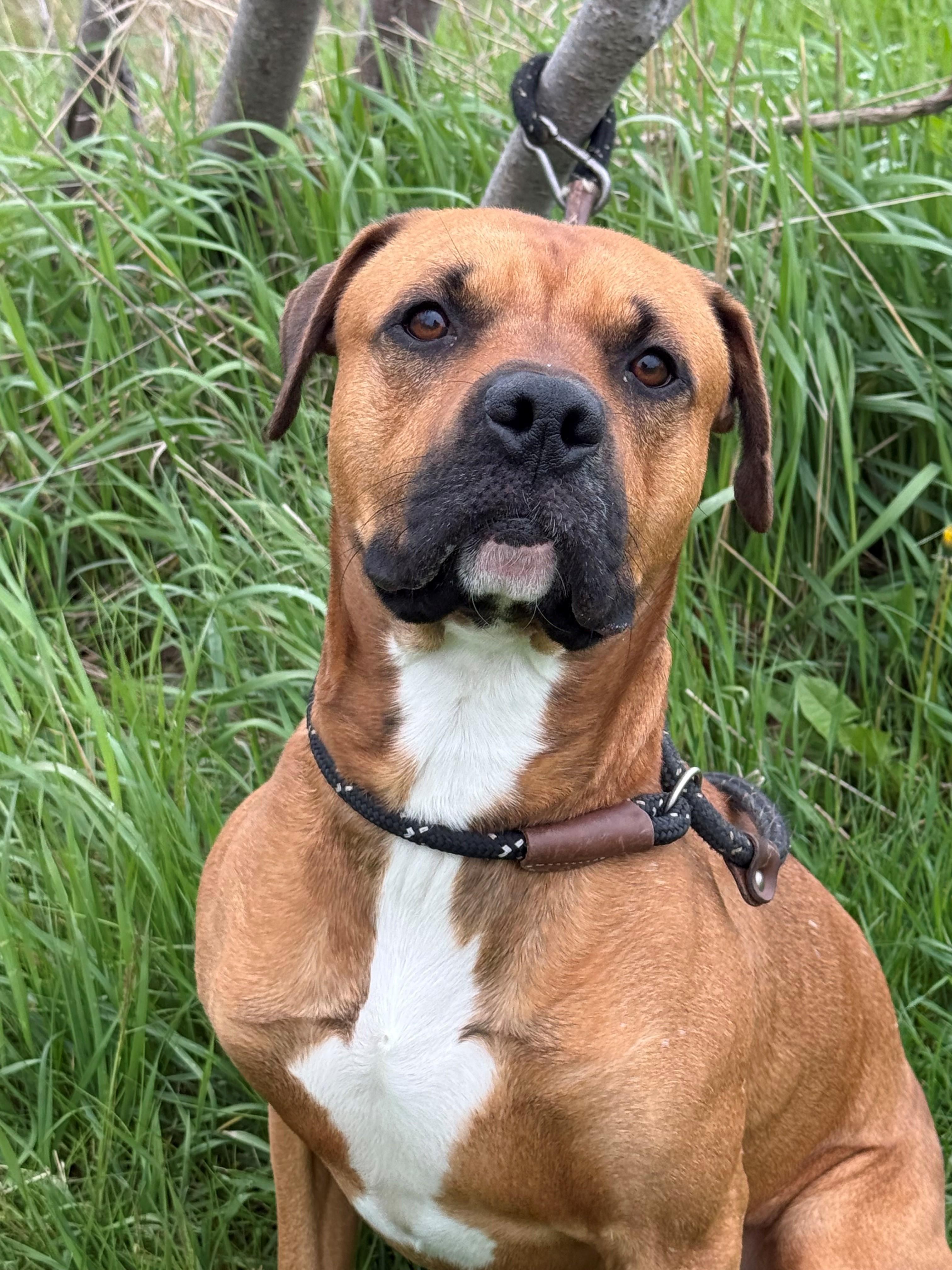 Enlarge Copper, an adoptable mixed breed in Hamilton, ON image 2/5