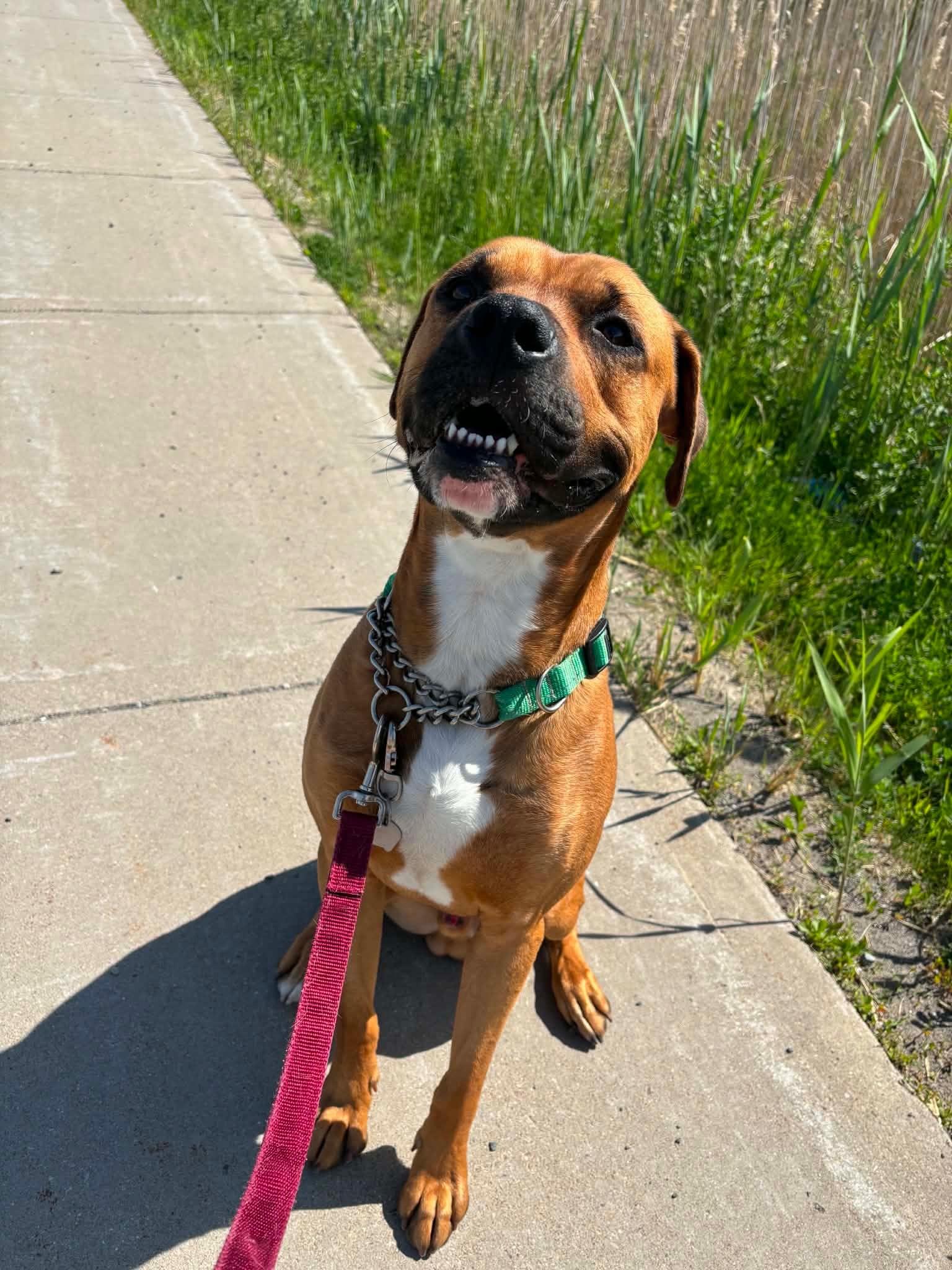 Enlarge Copper, an adoptable mixed breed in Hamilton, ON image 5/5