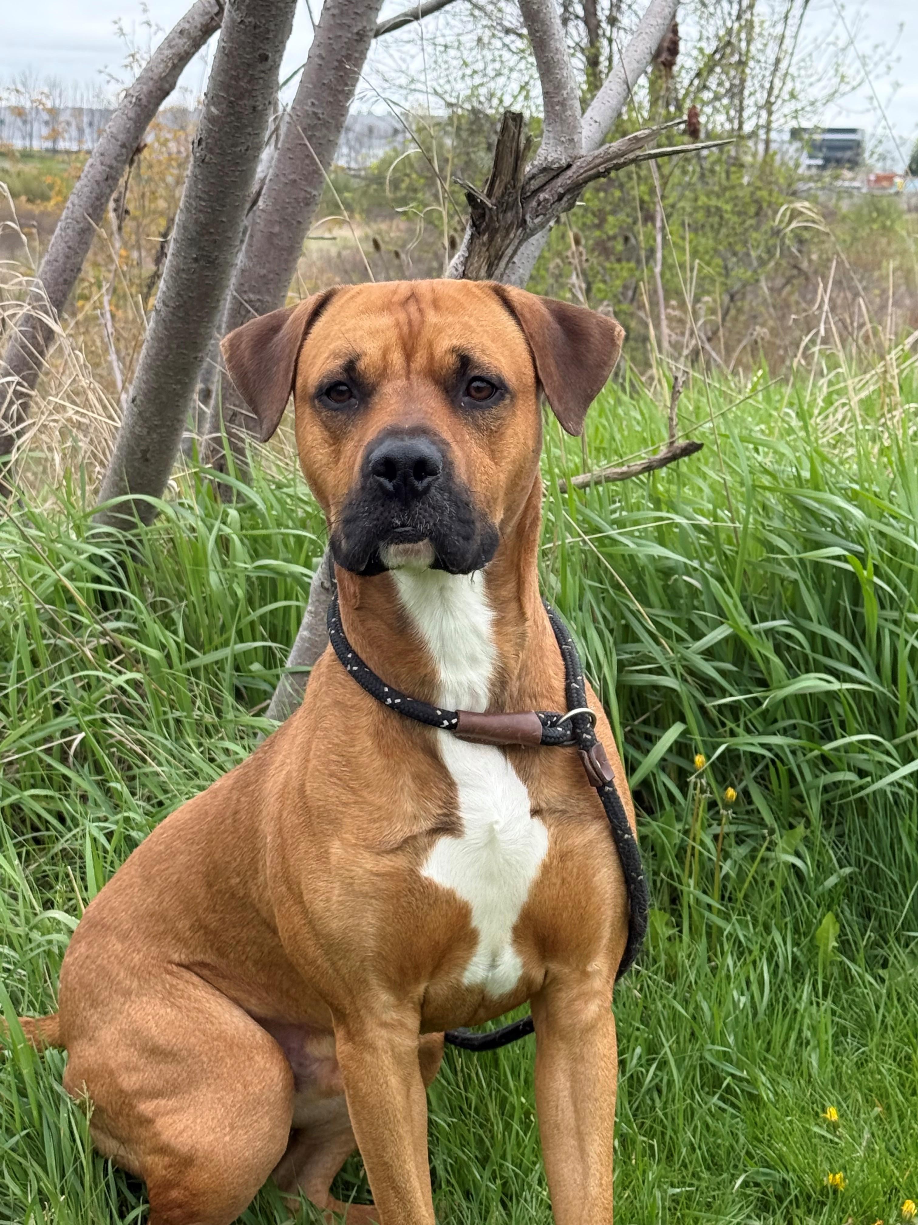 Enlarge Copper, an adoptable mixed breed in Hamilton, ON image 3/5