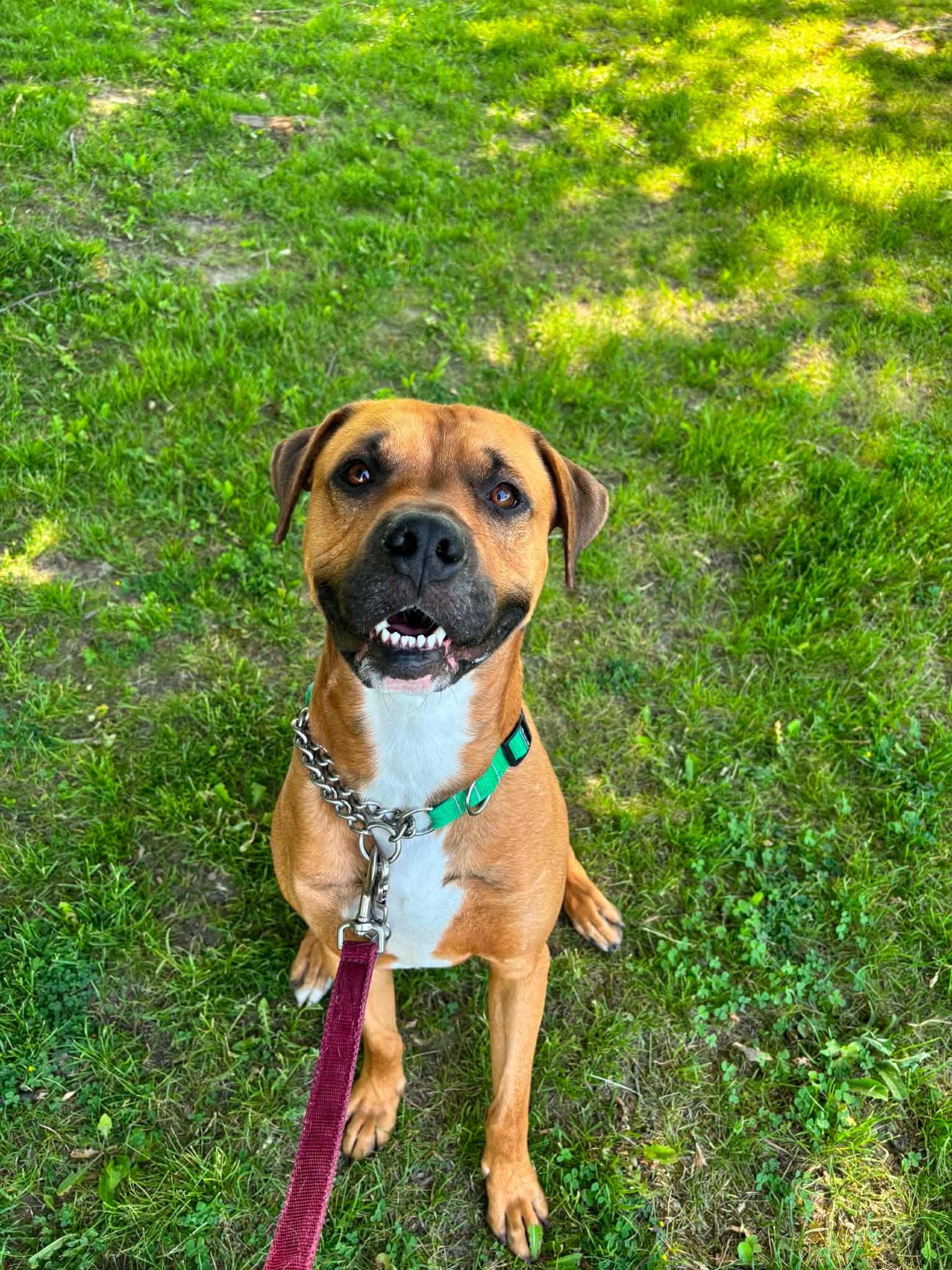 Copper, adoptable, Adult Male Boxer.