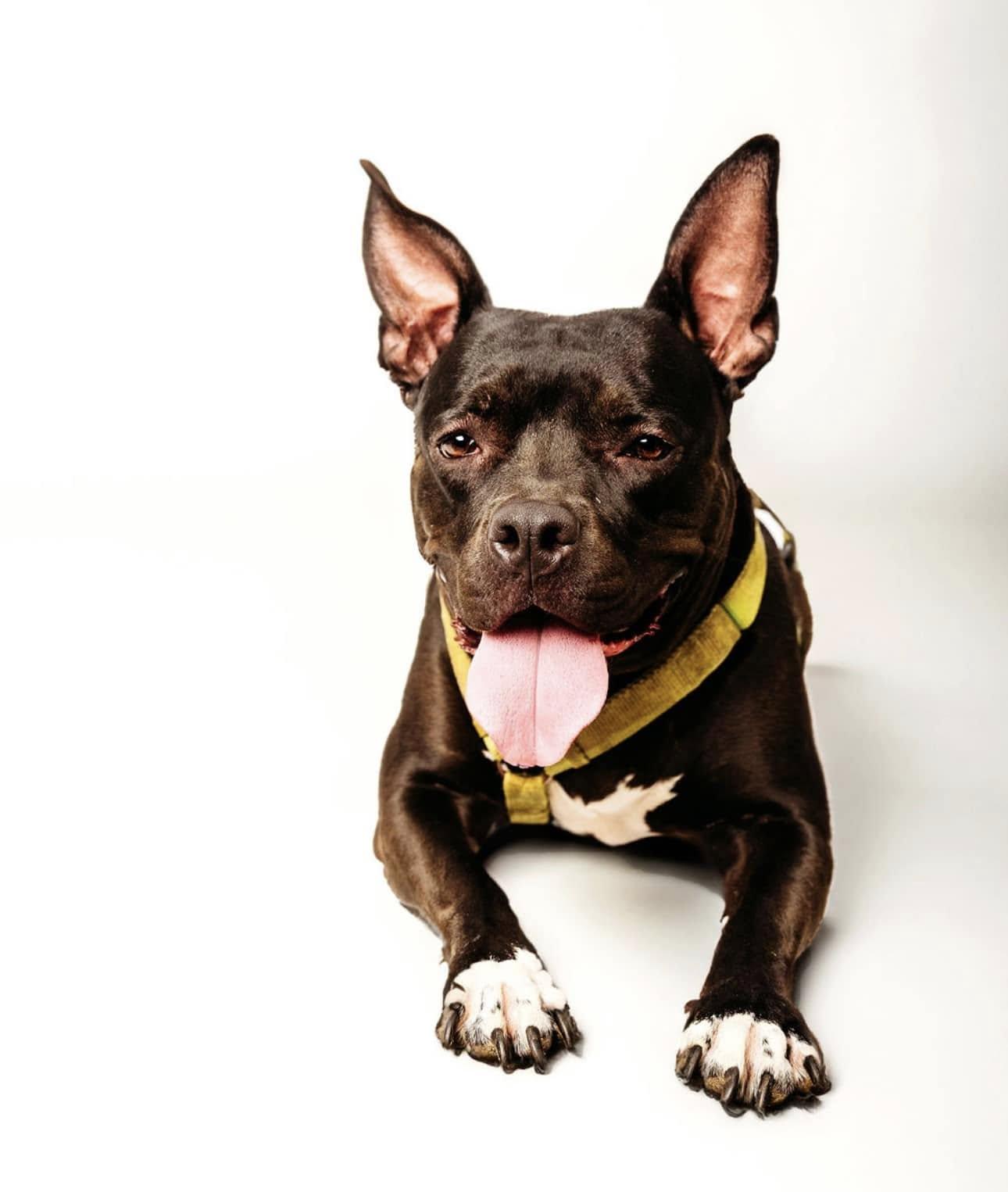Penny, a Adoptable mixed breed in Cypress, TX image 1/3