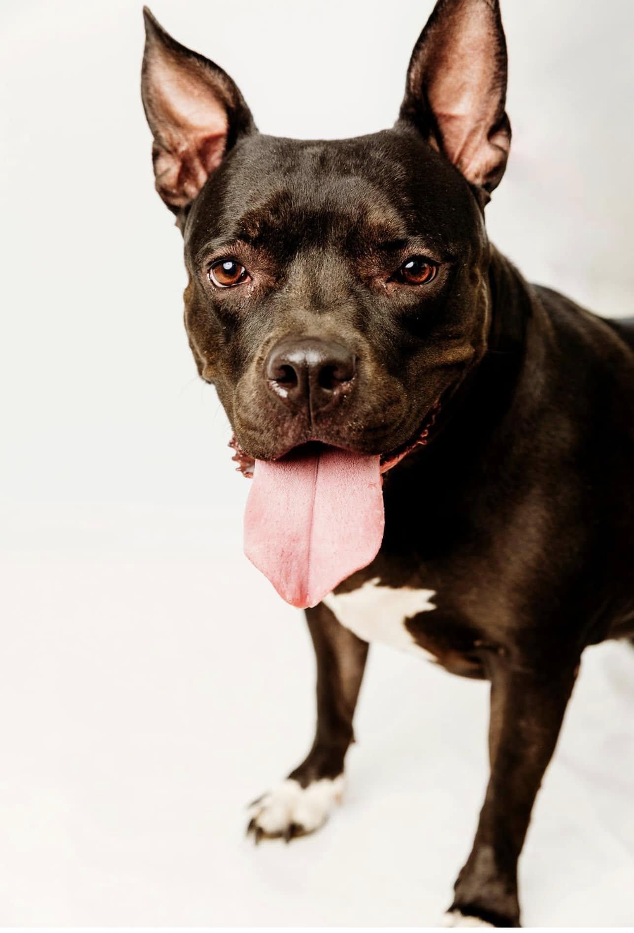 Penny, a Adoptable mixed breed in Cypress, TX image 2/3