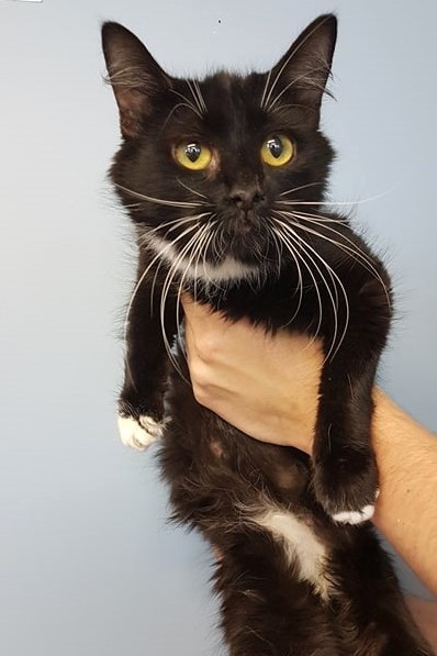 Bronte, Adult Female unknown