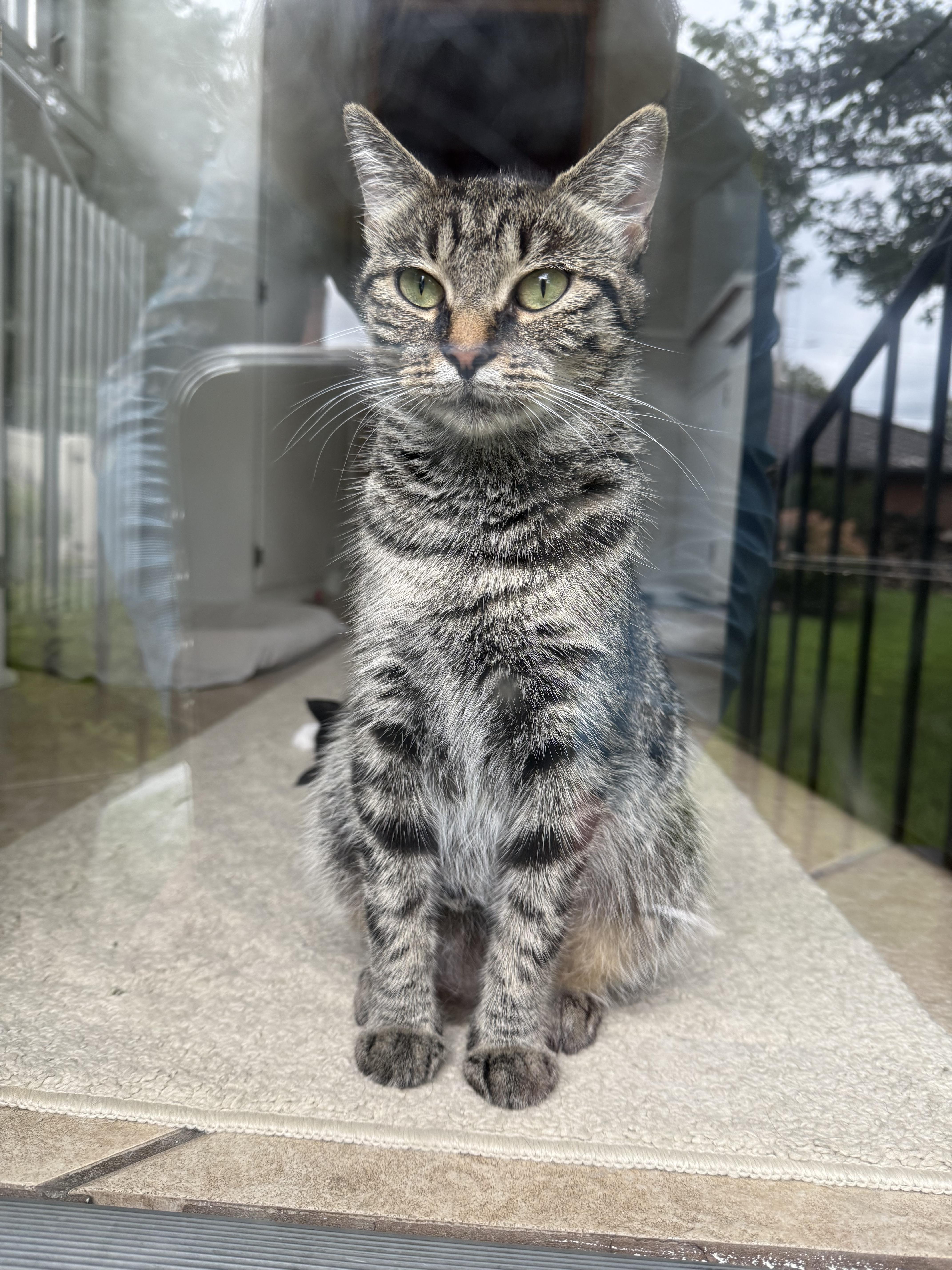 Enlarge Sadie, a Adoptable Domestic Short Hair in Dayton, OH image 1/1