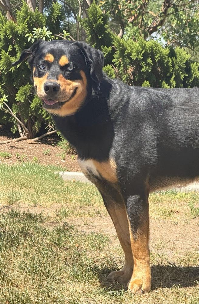Enlarge Scout, a Adoptable mixed breed in Littleton, CO image 2/3