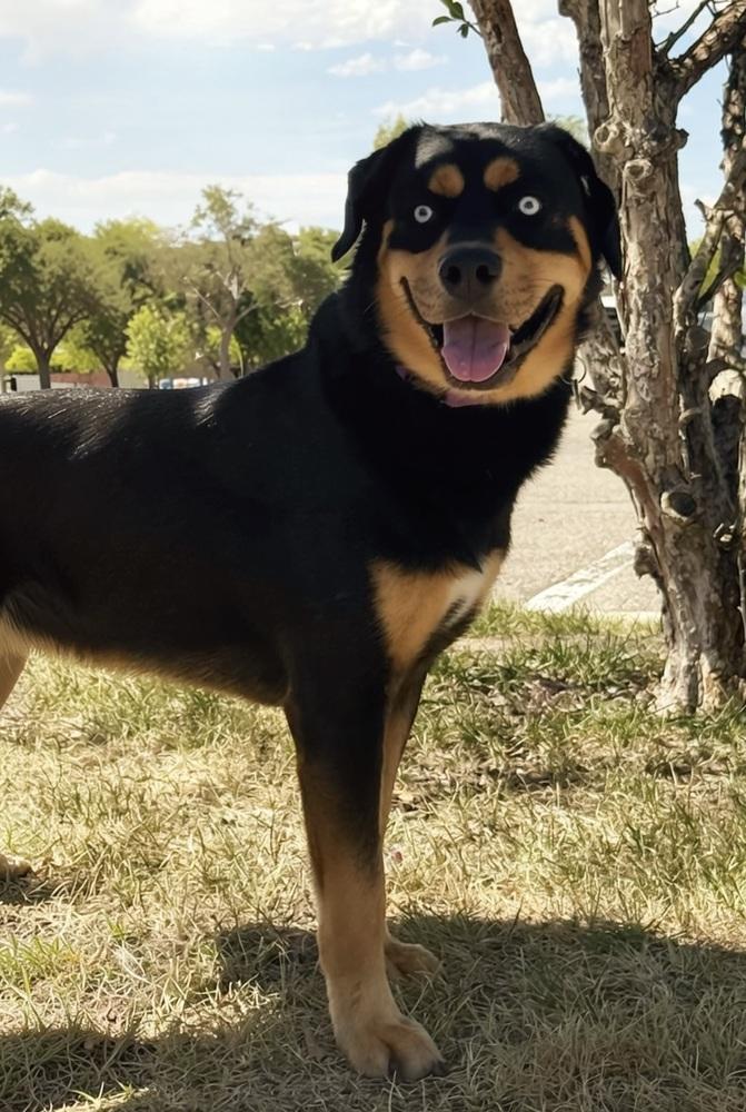 Enlarge Scout, a Adoptable mixed breed in Littleton, CO image 3/3