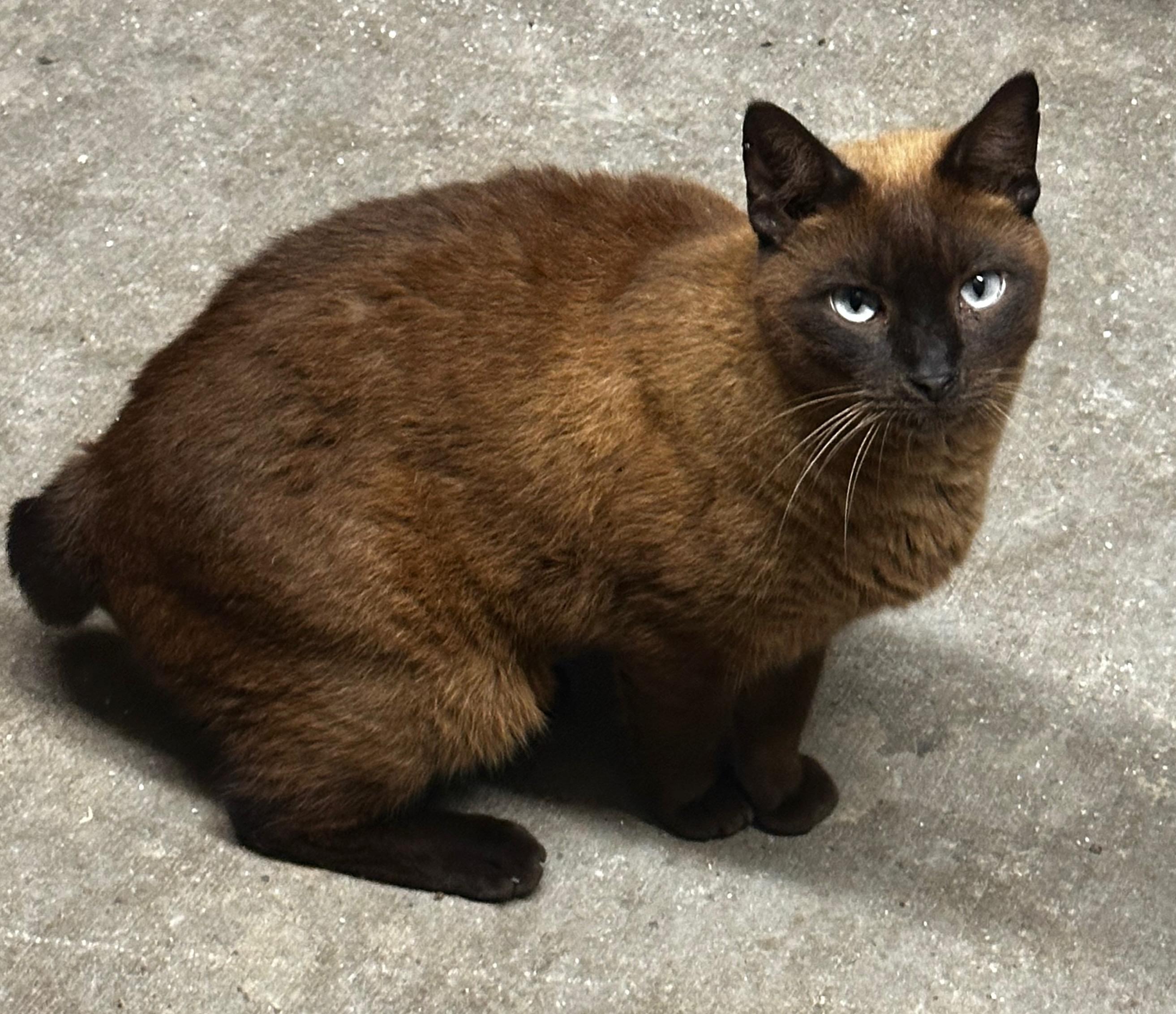 Enlarge Rooster, a Adopted Siamese in Middleburg, FL image 1/1
