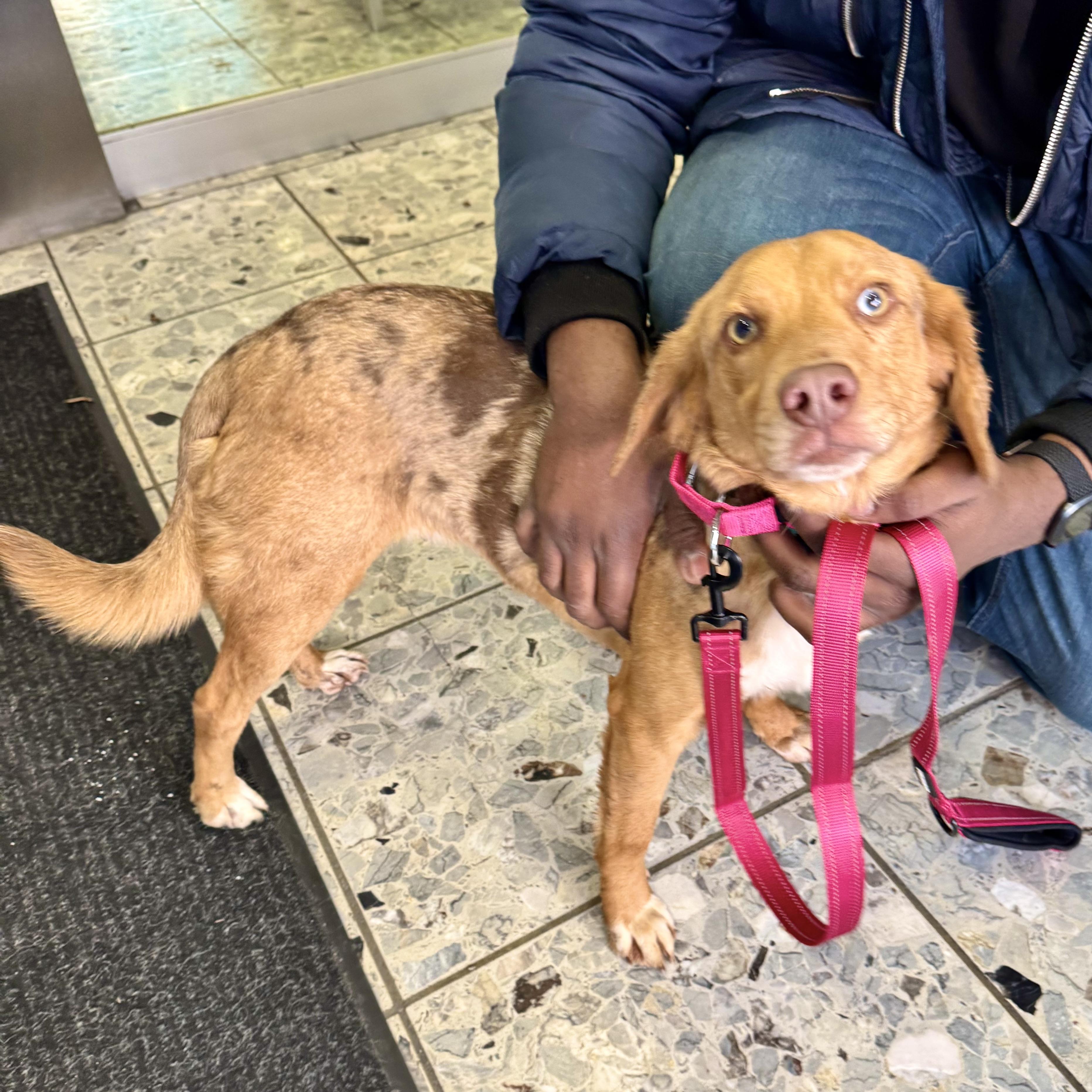 Wilderness, an adopted mixed breed in Ossining, NY image 2/6