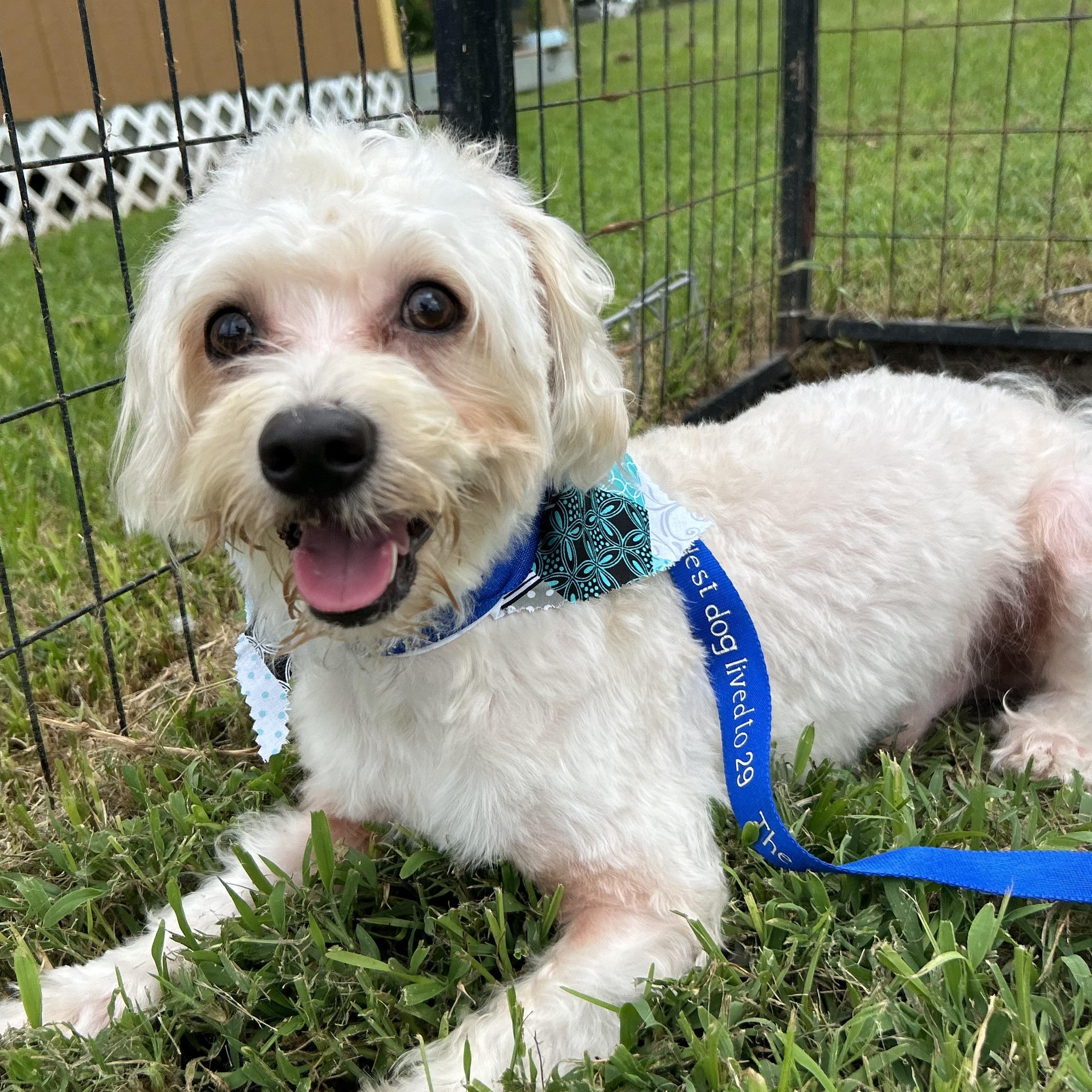 Astro, an adoptable Maltipoo in Houston, TX, 77030 | Photo Image 1