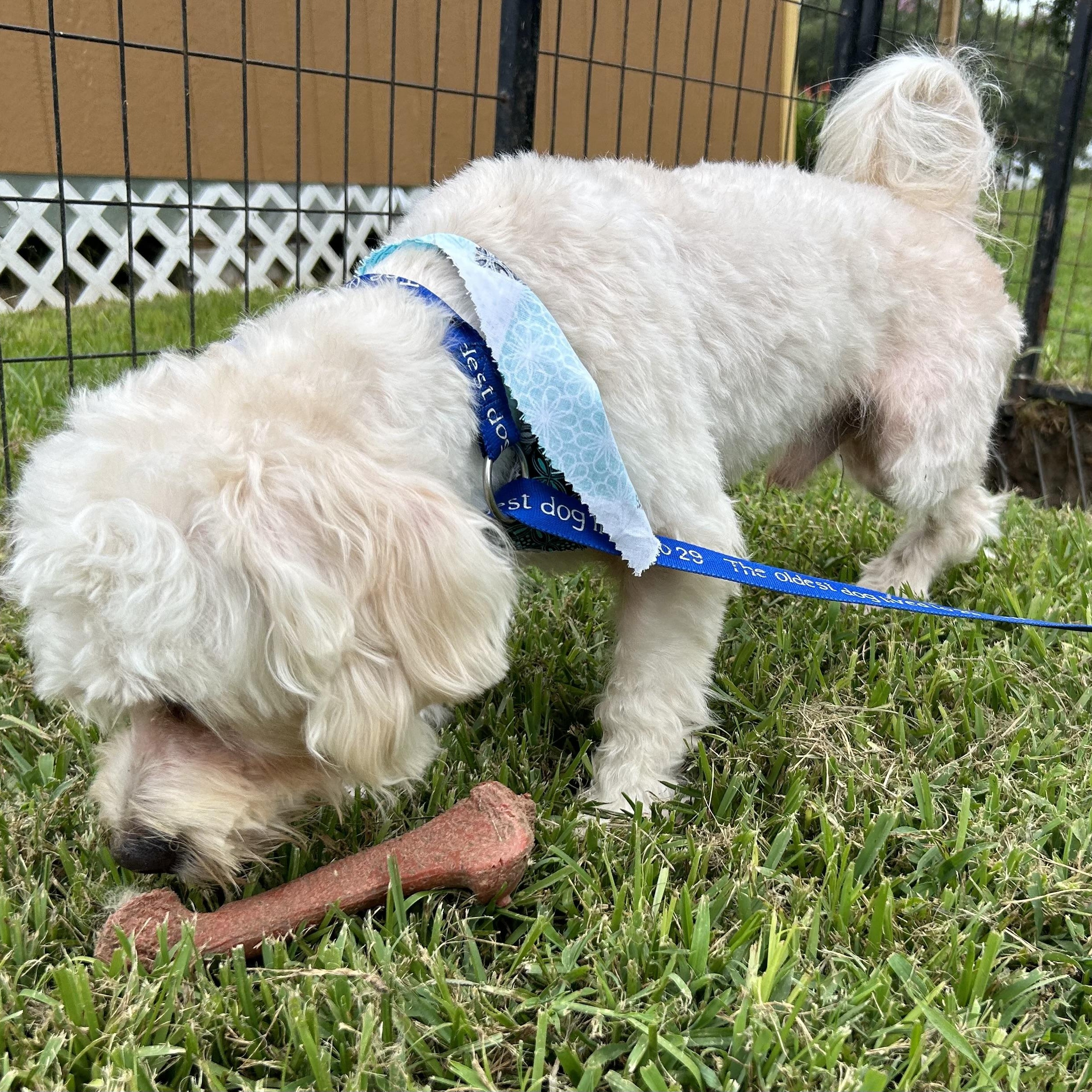 Astro, an adoptable Maltipoo in Houston, TX, 77030 | Photo Image 4