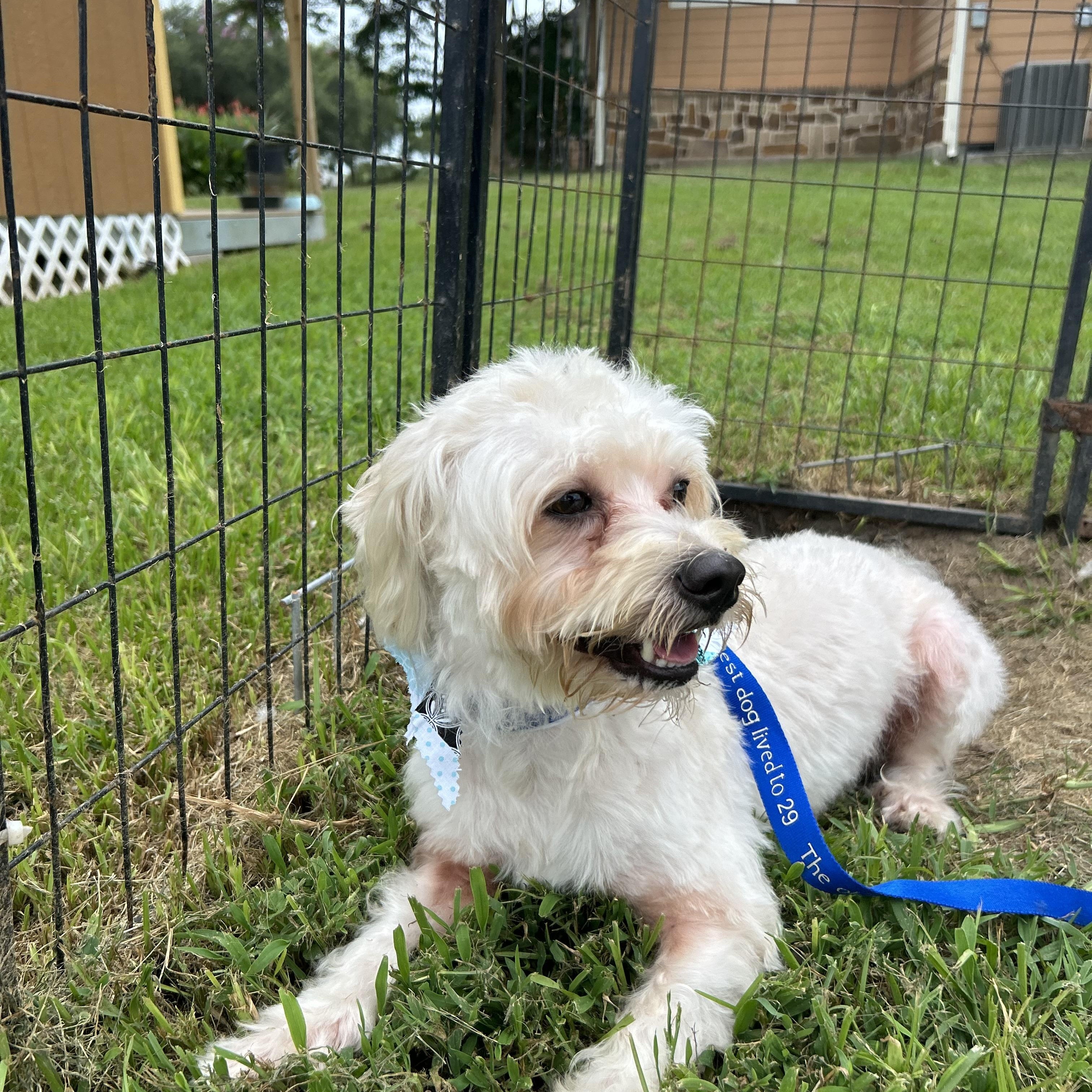 Astro, an adoptable Maltipoo in Houston, TX, 77030 | Photo Image 3