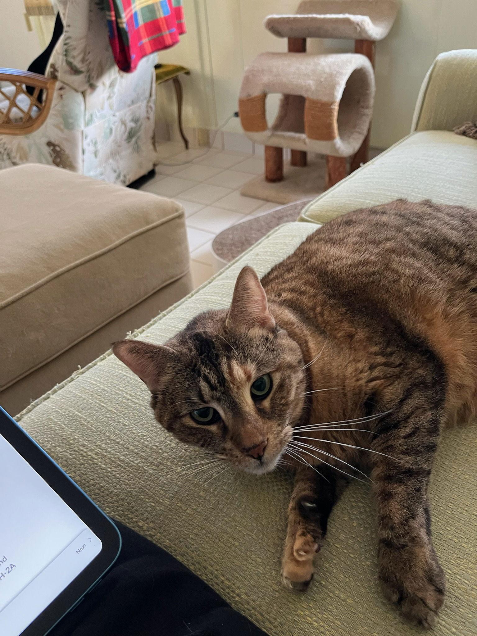 Darla, Adoptable, Adult Female Torbie.