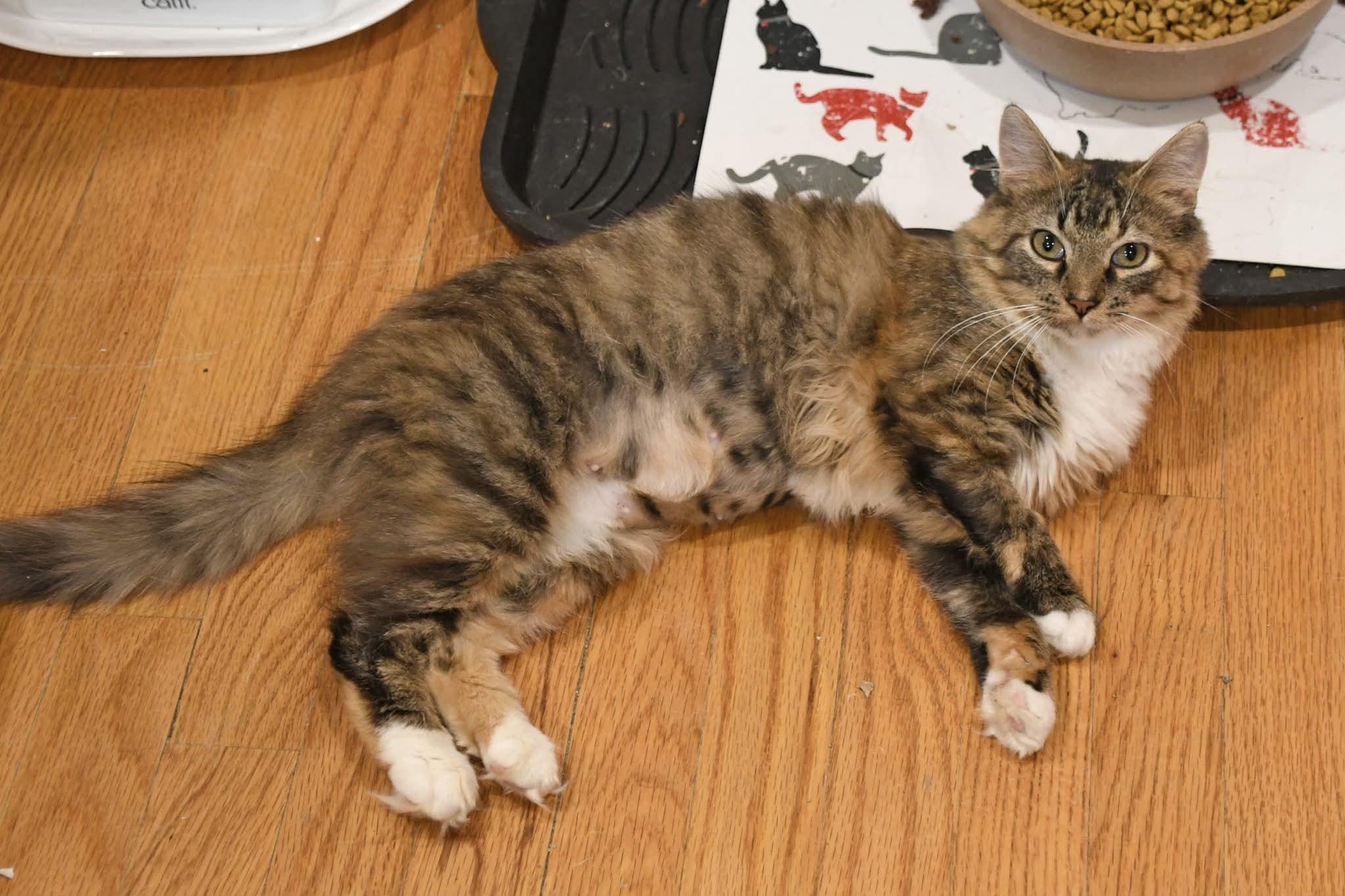 Enlarge Moppet, a ADOPTABLE Domestic Medium Hair in Johnstown, NY image 4/6