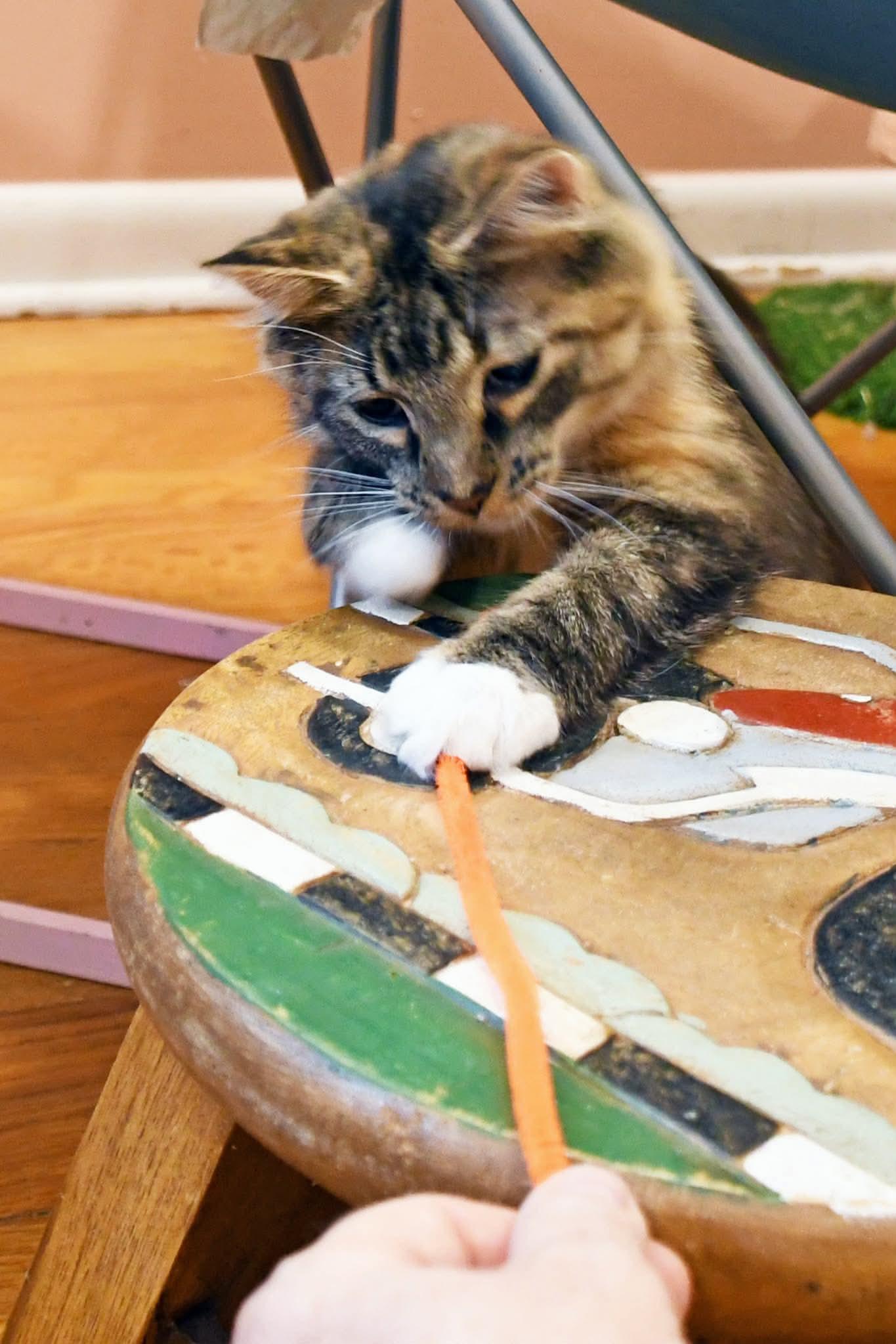 Enlarge Moppet, a ADOPTABLE Domestic Medium Hair in Johnstown, NY image 6/6