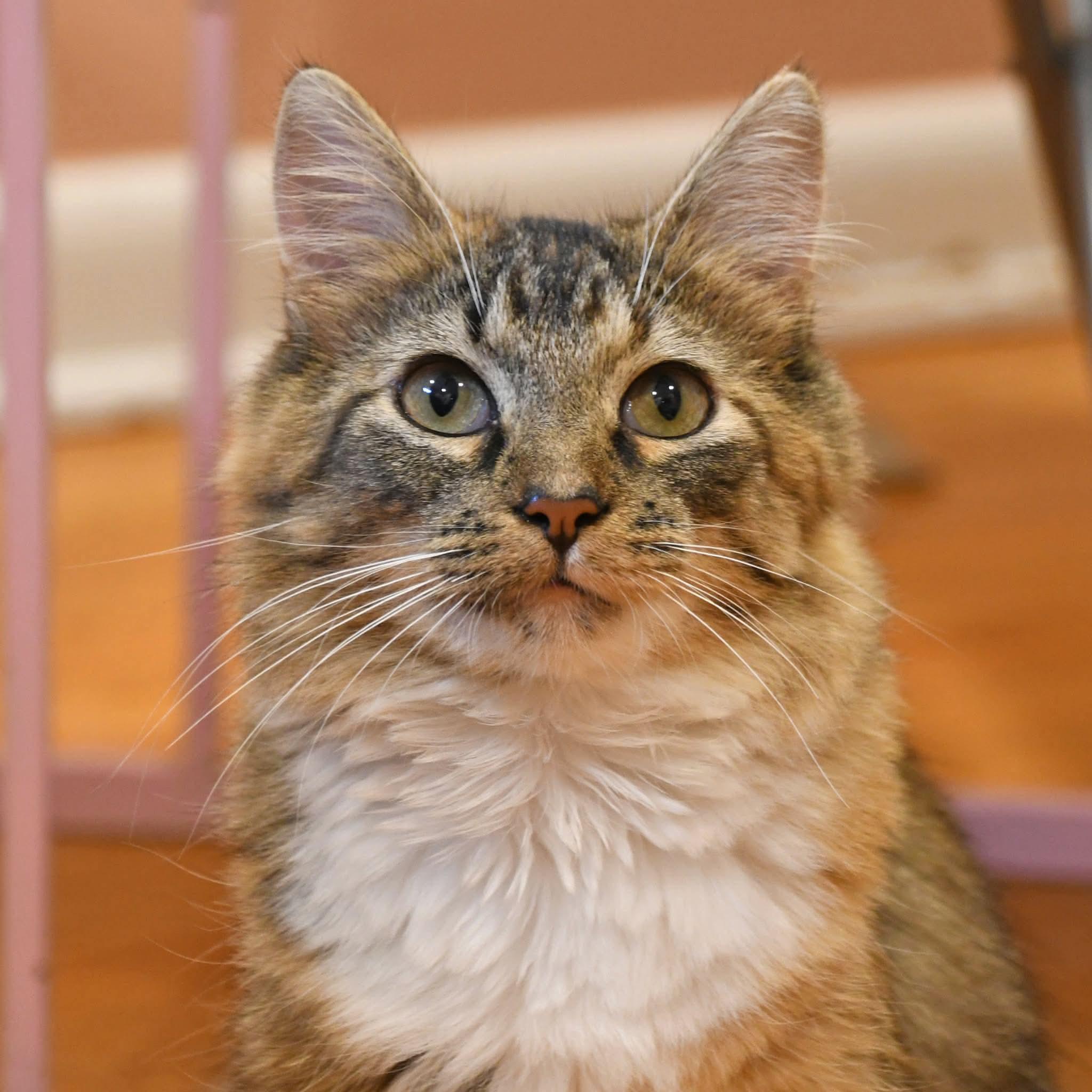 Enlarge Moppet, a ADOPTABLE Domestic Medium Hair in Johnstown, NY image 5/6