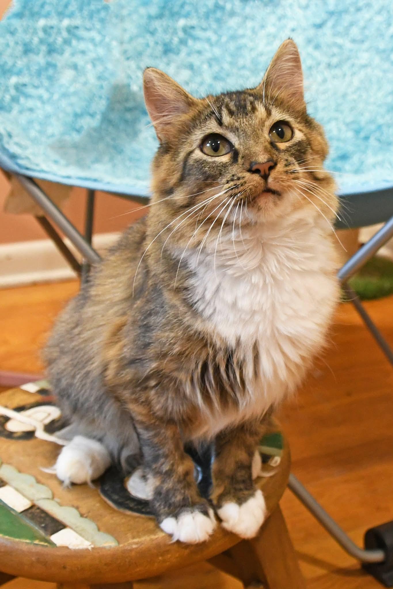 Enlarge Moppet, a ADOPTABLE Domestic Medium Hair in Johnstown, NY image 1/6
