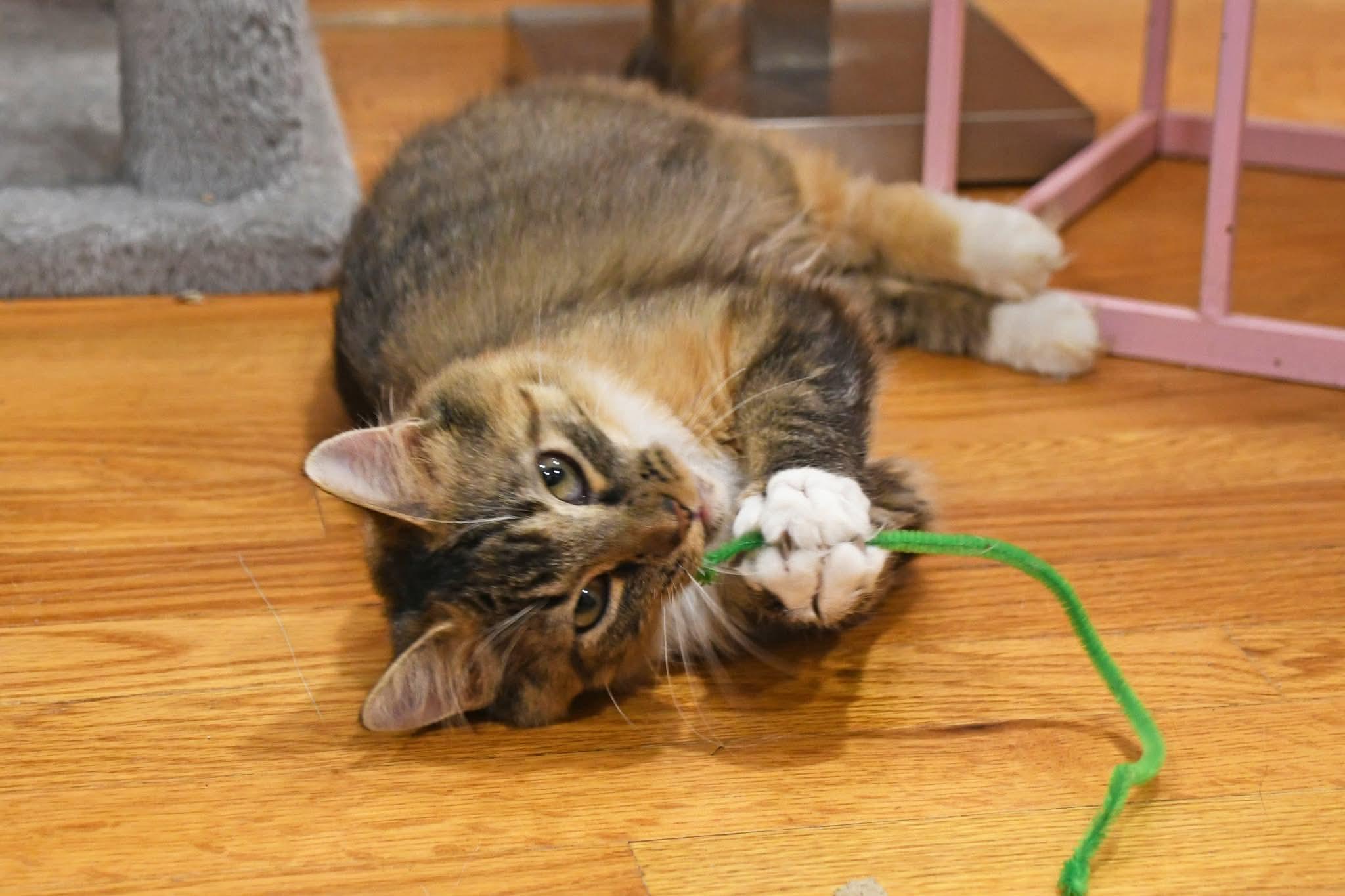 Enlarge Moppet, a ADOPTABLE Domestic Medium Hair in Johnstown, NY image 2/6