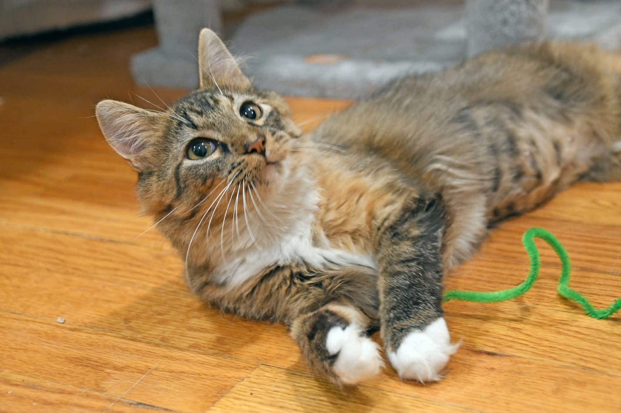 Enlarge Moppet, a ADOPTABLE Domestic Medium Hair in Johnstown, NY image 3/6