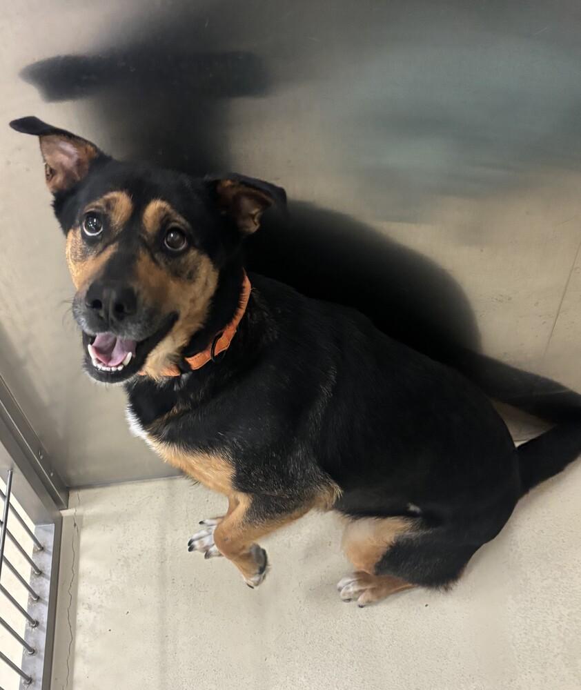 Enlarge Selene, a Adoptable mixed breed in Kalamazoo, MI image 1/1