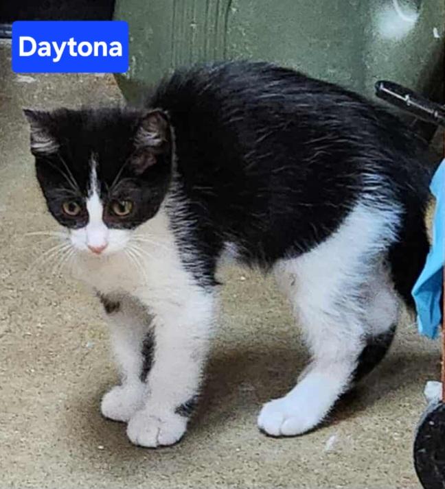 Daytona