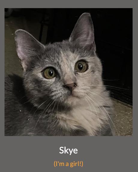 Skye, Adoptable, Young Female Dilute Calico.