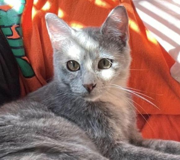 Enlarge Skye, a Adoptable Dilute Calico in Los Angeles, CA image 3/3