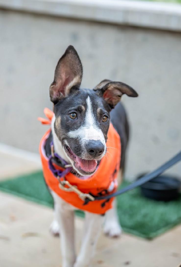 Luna, an adoptable German Shepherd Dog, Whippet in Pflugerville, TX, 78660 | Photo Image 1