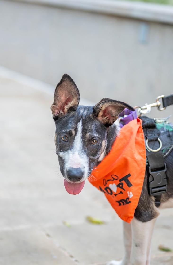 Luna, an adoptable German Shepherd Dog, Whippet in Pflugerville, TX, 78660 | Photo Image 2