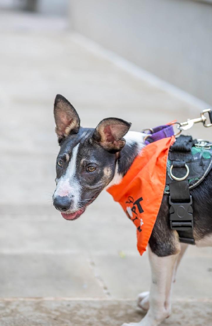 Luna, an adoptable German Shepherd Dog, Whippet in Pflugerville, TX, 78660 | Photo Image 3