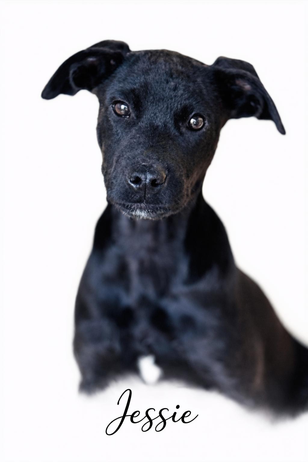 Jessie, adoptable, Puppy Female Mixed Breed & Black Labrador Retriever.
